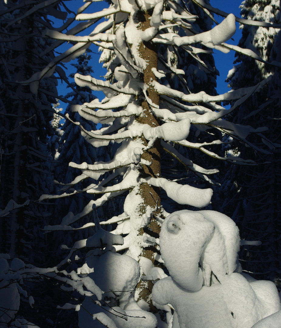 Fremdes Tier im Erzgebirge ?