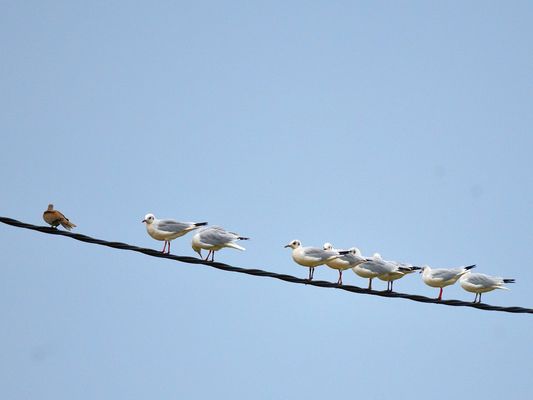 Fremdgänger, cheating, infiel, 
