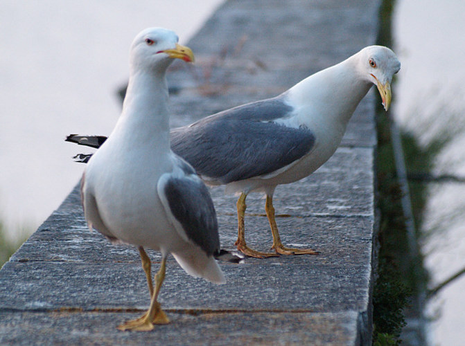 Fremdgehen auf dem "Cat-Walk"