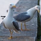 Fremdgehen auf dem "Cat-Walk"