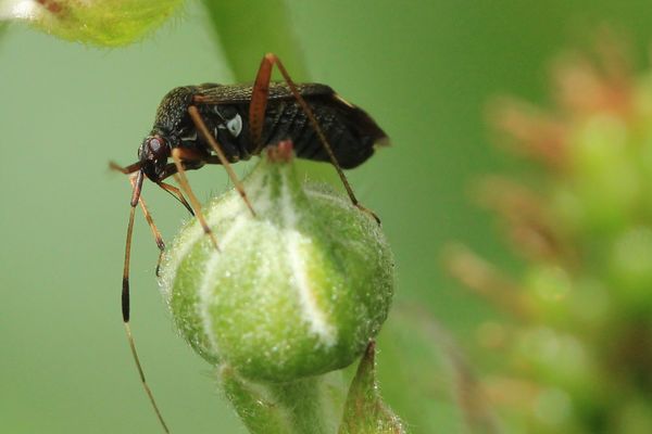Fremdling in meinem Garten auf Brombeerknospe