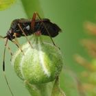 Fremdling in meinem Garten auf Brombeerknospe