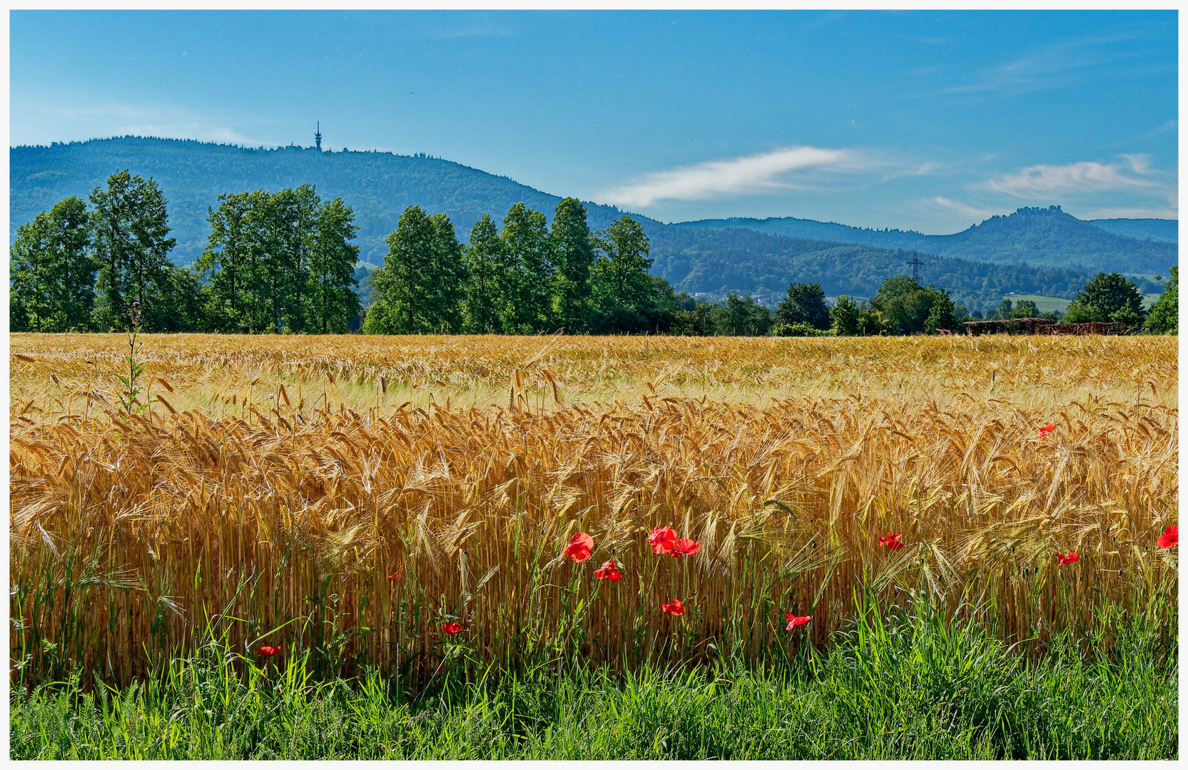 Fremersbergblick mit Mohnblumen