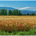 Fremersbergblick mit Mohnblumen