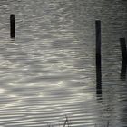 ..Frémissement de la Marne, cet après-midi..