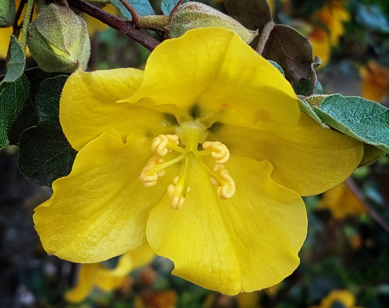 Fremontodendron californicum