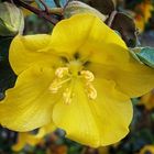 Fremontodendron californicum