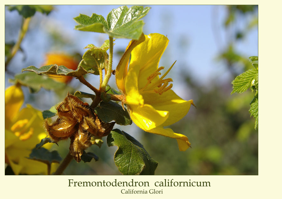 Fremontodendron californicum...