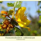 Fremontodendron californicum...