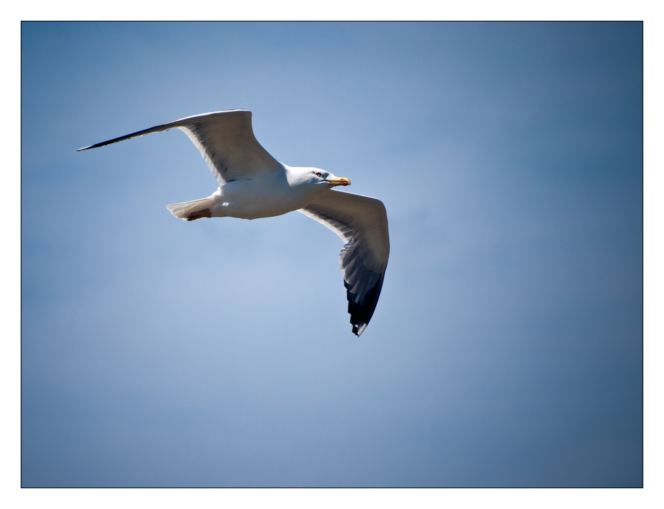 French Bird