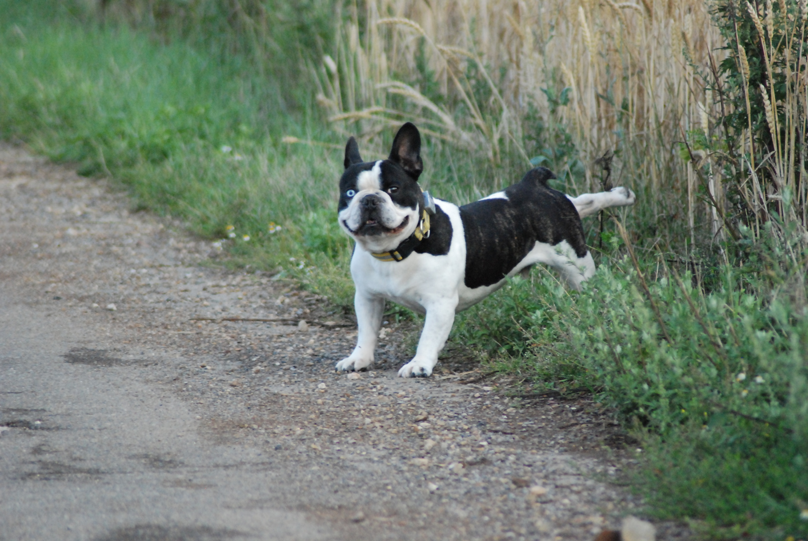 French Bulldog