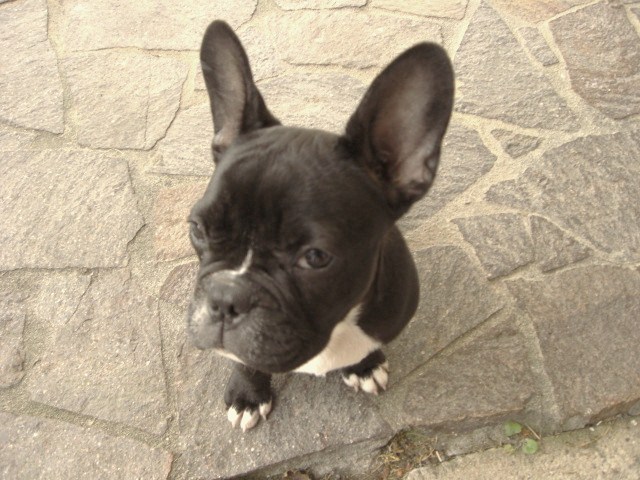 french bulldog