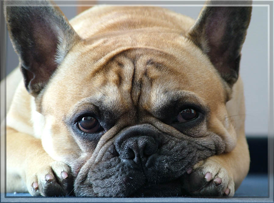 French Bulldog