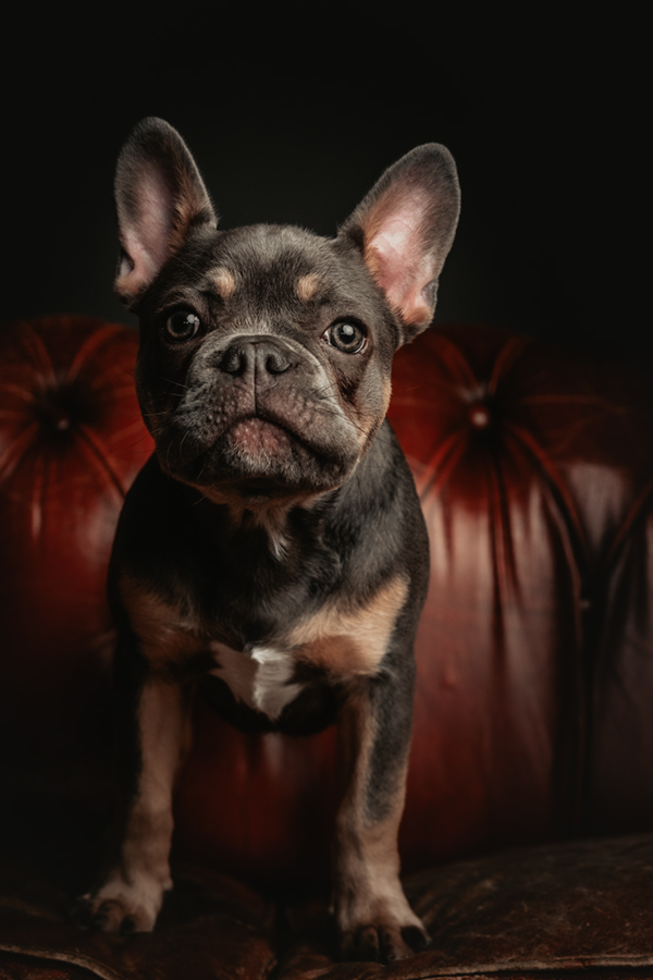 French bulldog