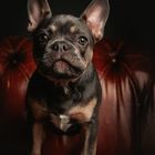 French bulldog