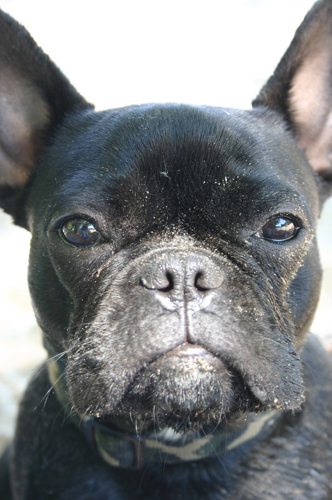 French Bulldog