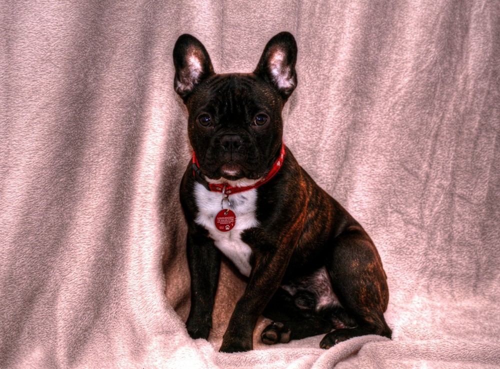 French Bulldog