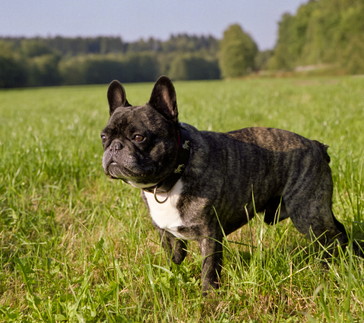 French Bulldog Billy