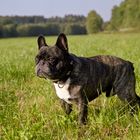 French Bulldog Billy