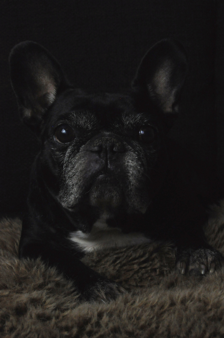 French Bulldog