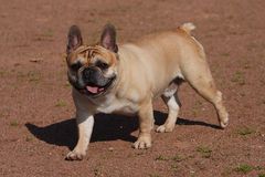 french bulldog