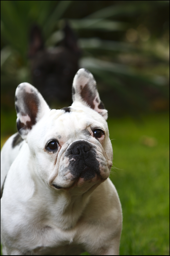 french bulldog emma