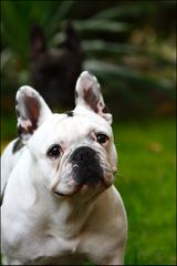 french bulldog emma