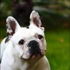 french bulldog emma