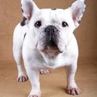 French Bulldog Emma