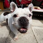 French Bulldog Emma I