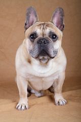 French Bulldog Hugo I