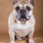 French Bulldog Hugo I