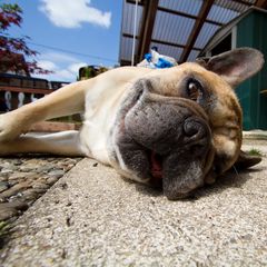 French Bulldog Hugo II