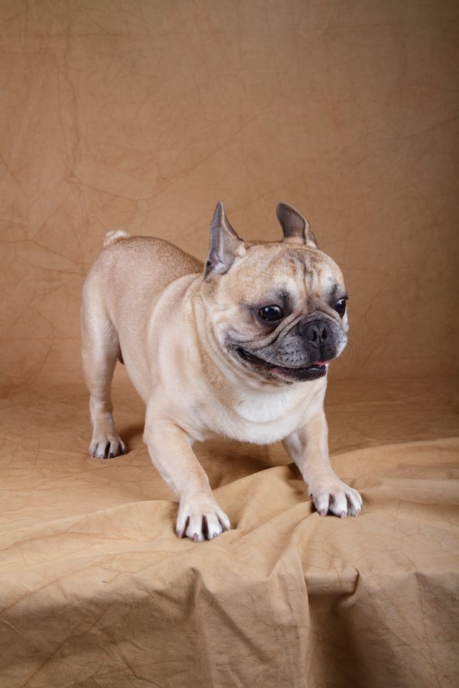 French Bulldog Hugo II