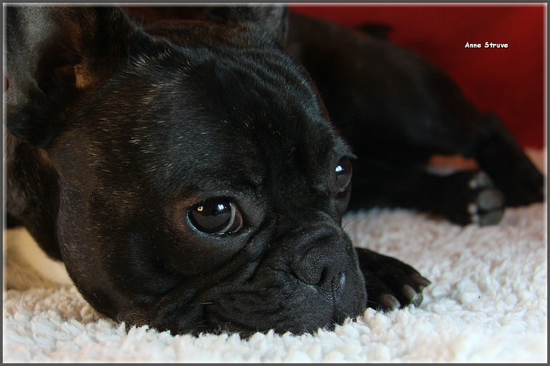 French Bulldog Matilda close up