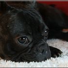 French Bulldog Matilda close up