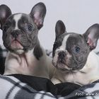 French Bulldog Puppies