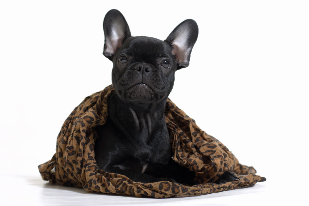 French Bulldog Welpen