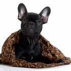 French Bulldog Welpen