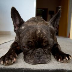 French Bulldog Wilma