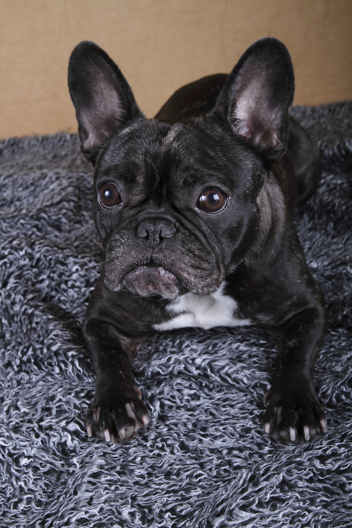 French Bulldog Wilma I