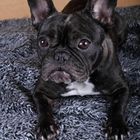 French Bulldog Wilma I