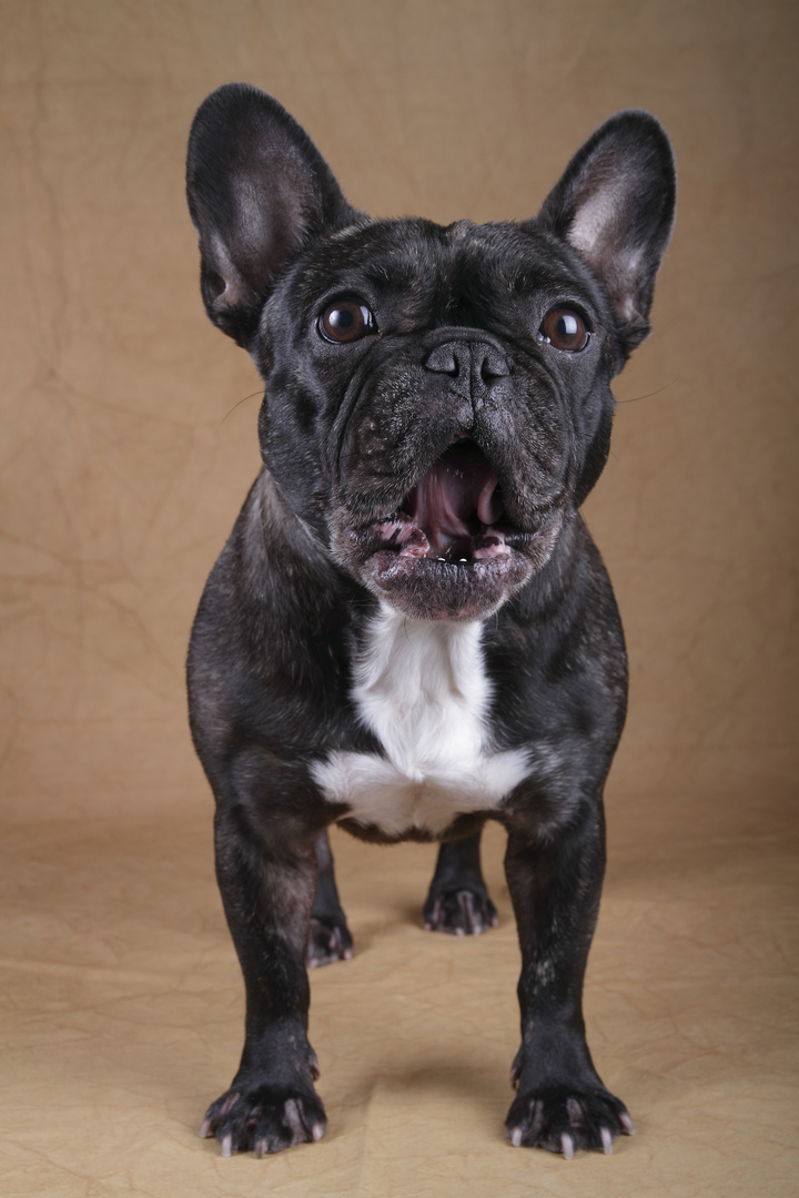 French Bulldog Wilma II