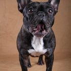 French Bulldog Wilma II