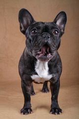 French Bulldog Wilma II