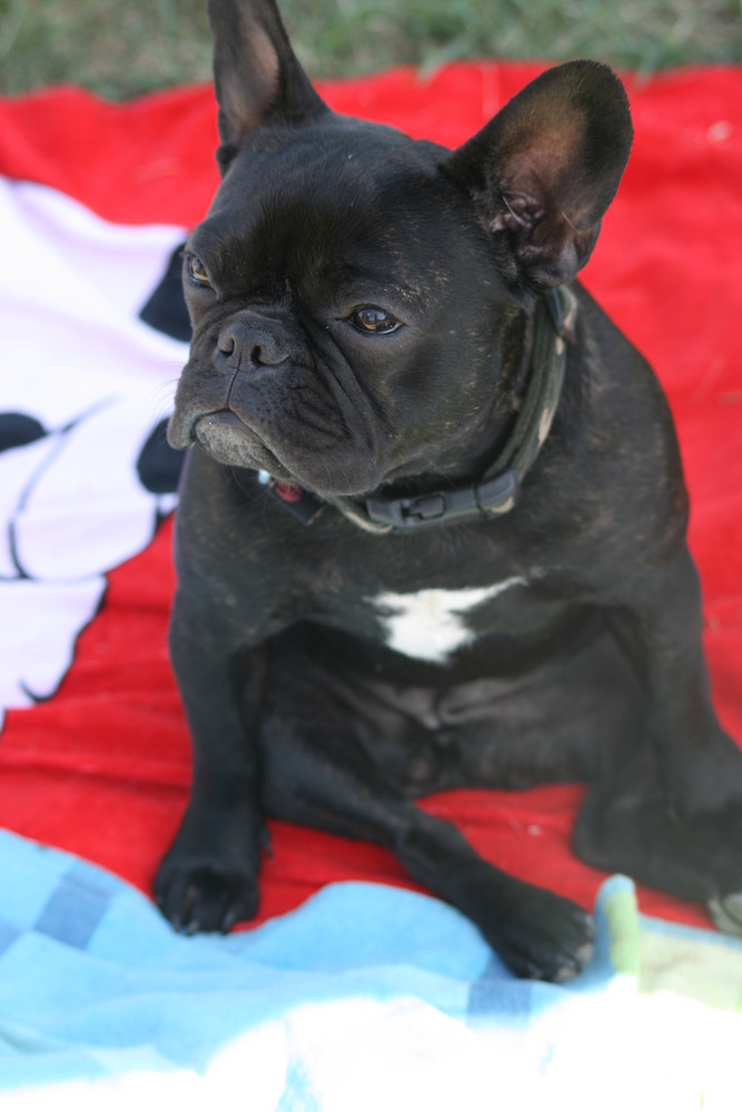 French Bulldog3