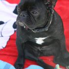 French Bulldog3