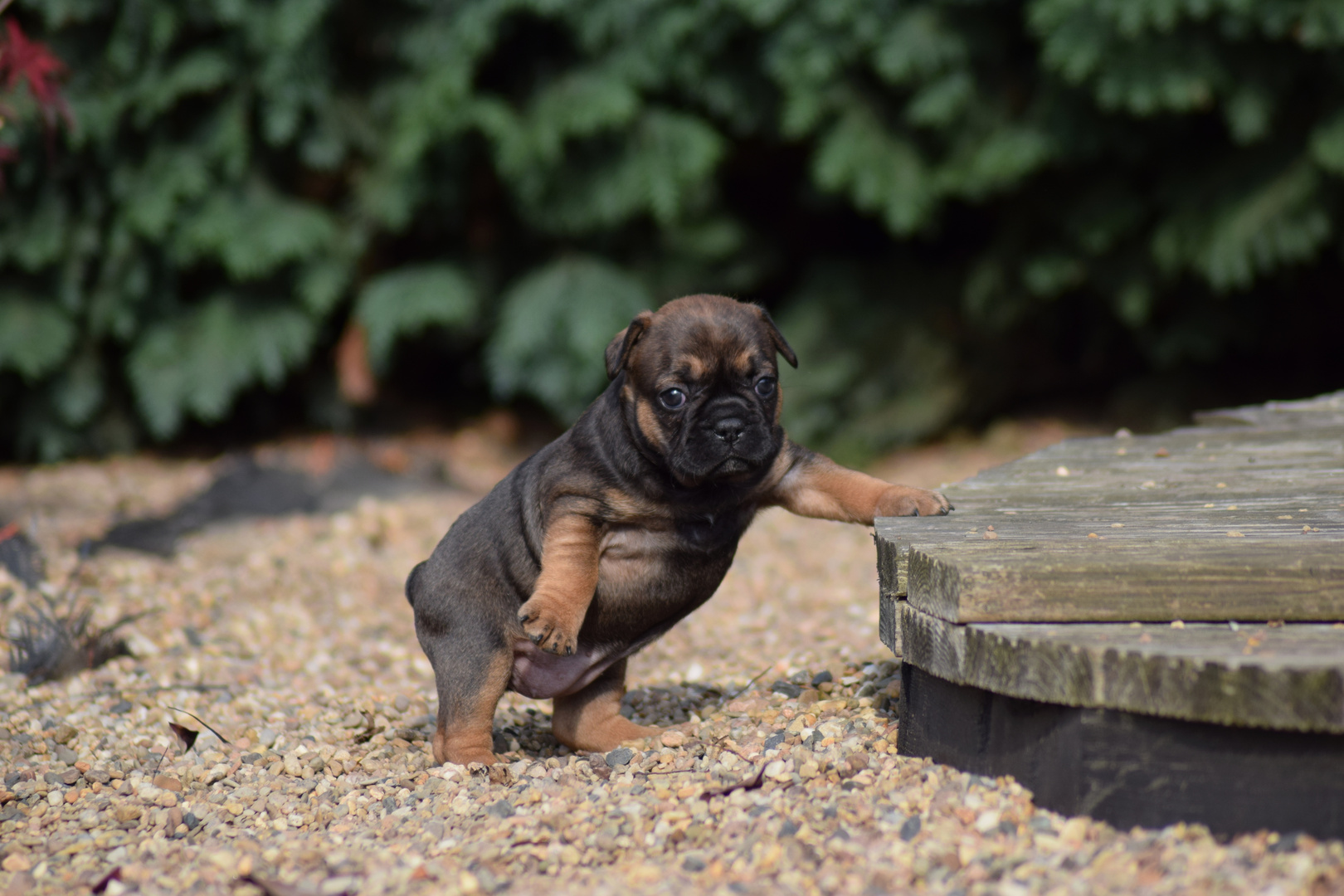 French Bulldogg Red Sable Tan 