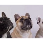 french bulldogs