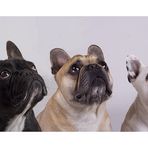 french bulldogs